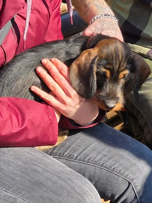Vereinsleben bei Mein Hund und Ich e.V. – Foto 4