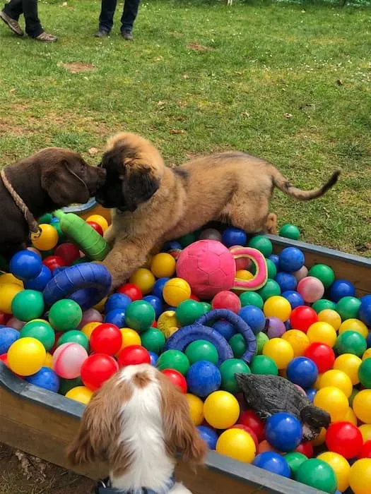 Vereinsleben bei Mein Hund und Ich e.V. – Foto 8
