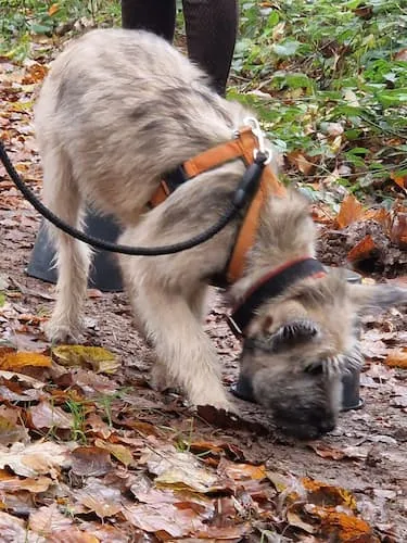 Vereinsleben bei Mein Hund und Ich e.V. – Foto 11