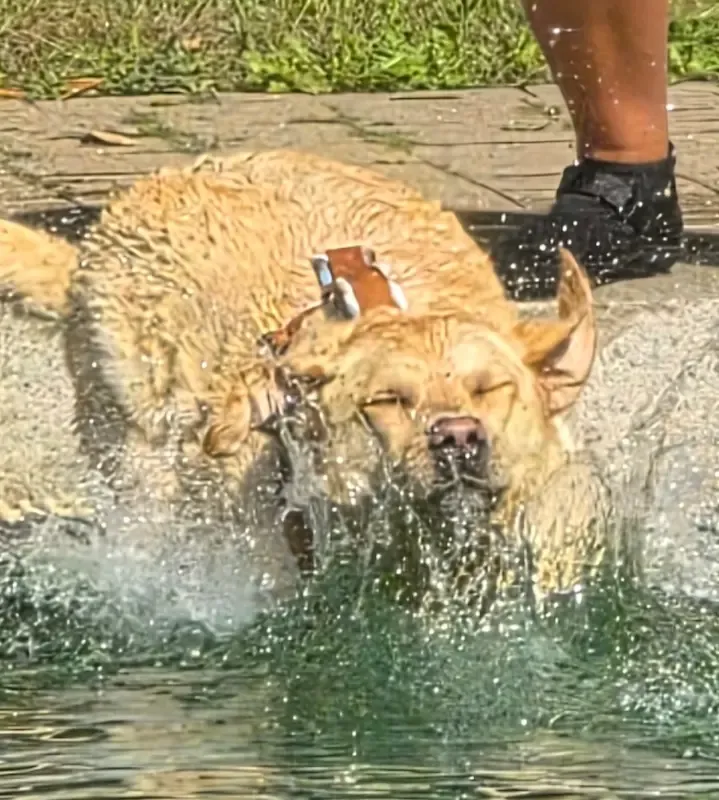 Vereinsleben bei Mein Hund und Ich e.V. – Foto 13