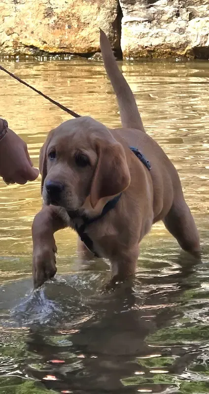 Vereinsleben bei Mein Hund und Ich e.V. – Foto 14