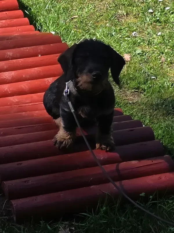 Vereinsleben bei Mein Hund und Ich e.V. – Foto 17