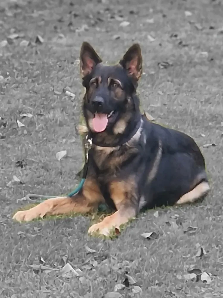 Vereinsleben bei Mein Hund und Ich e.V. – Foto 21