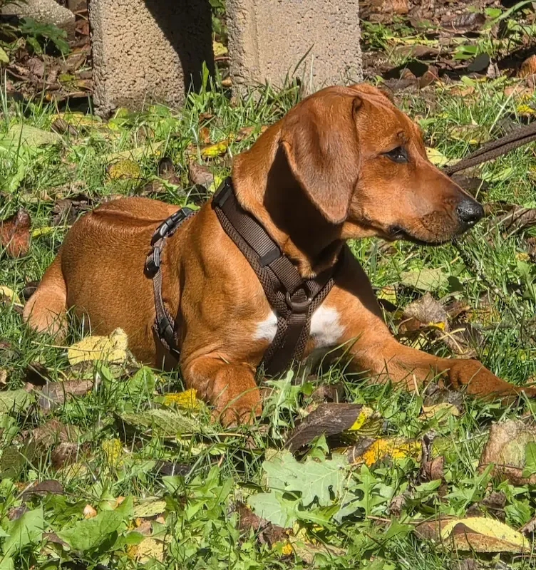 Vereinsleben bei Mein Hund und Ich e.V. – Foto 22