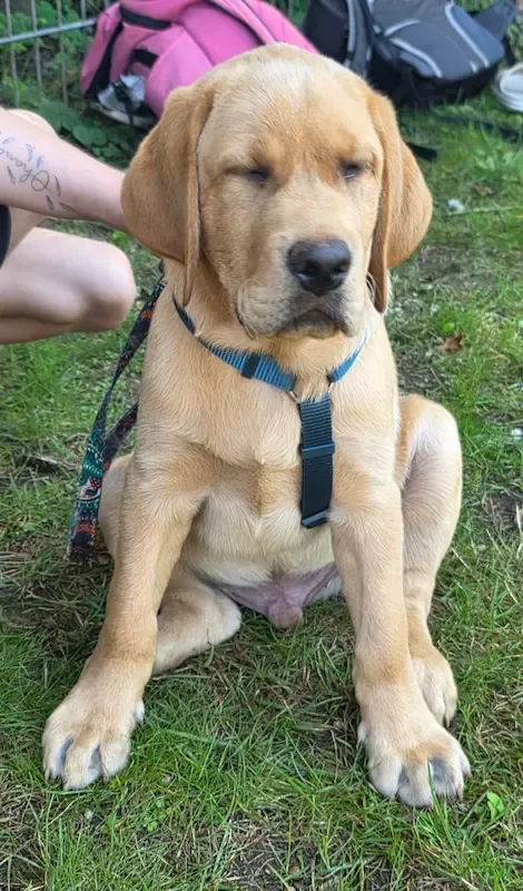 Vereinsleben bei Mein Hund und Ich e.V. – Foto 25
