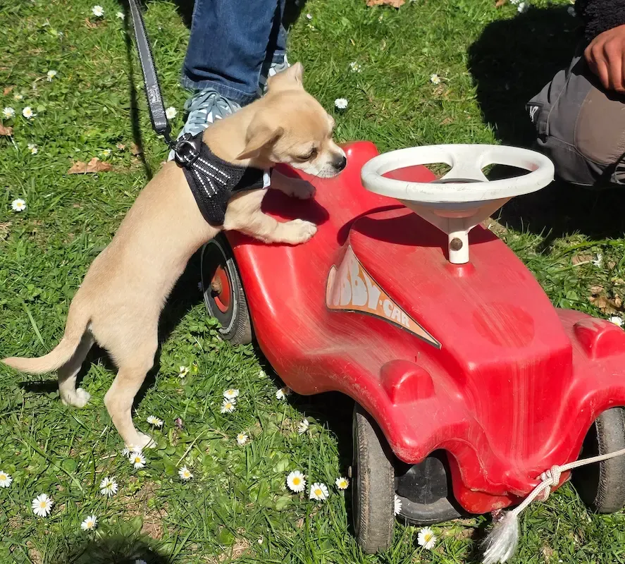 Vereinsleben bei Mein Hund und Ich e.V. – Foto 26