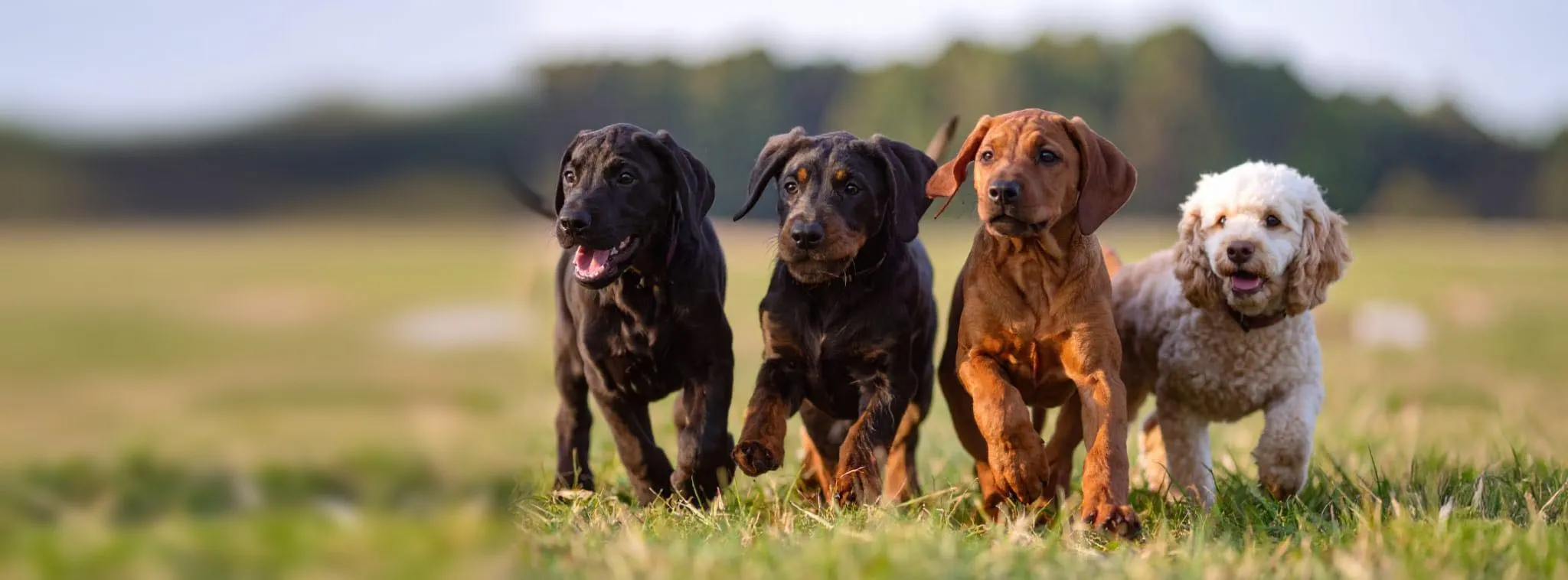 Vier junge Hunde laufen nebeneinander über eine Wiese