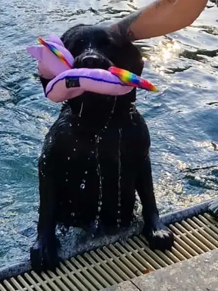 Hundeschwimmen: Hund mit Spielzeug im Maul am Beckenrand