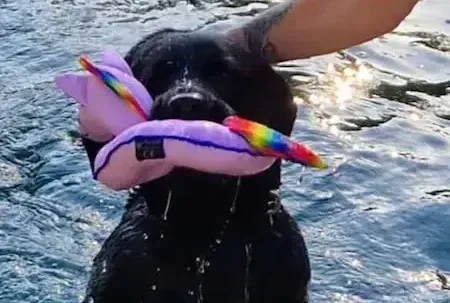 Schwarzer Hund apportiert ein buntes Spielzeug im Wasser