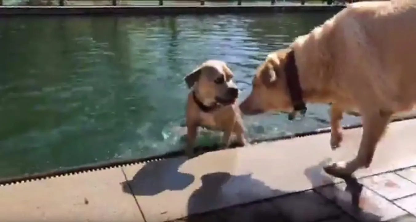 Standbild aus dem Video: zwei Hunde am Beckenrand beim Hundeschwimmen